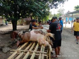 Ada 9 Titik Pemotongan, Berikut Jumlah Hewan Kurban se-Kalurahan Grogol